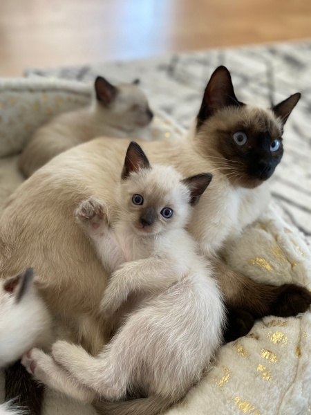 Siyam Kedisi, Kedi  Yavru Siyam kedileri fotoğrafı