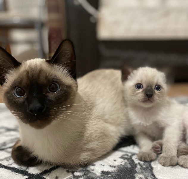 Siyam Kedisi, Kedi  Yavru Siyam kedileri fotoğrafı