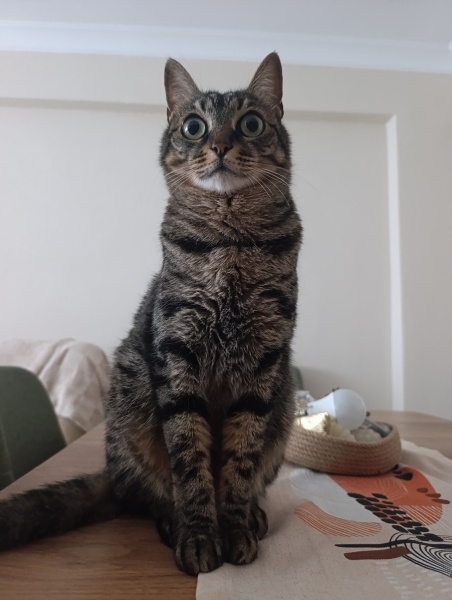 Tekir Kedi, Kedi  Fidel fotoğrafı