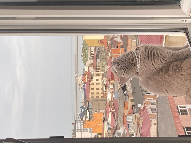 British Shorthair, Kedi  Jülide ücretsiz sahiplendirmek istiyorum fotoğrafı