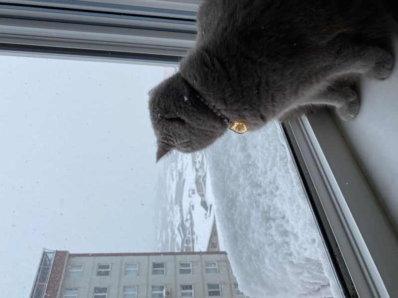 British Shorthair, Kedi  Jülide ücretsiz sahiplendirmek istiyorum fotoğrafı