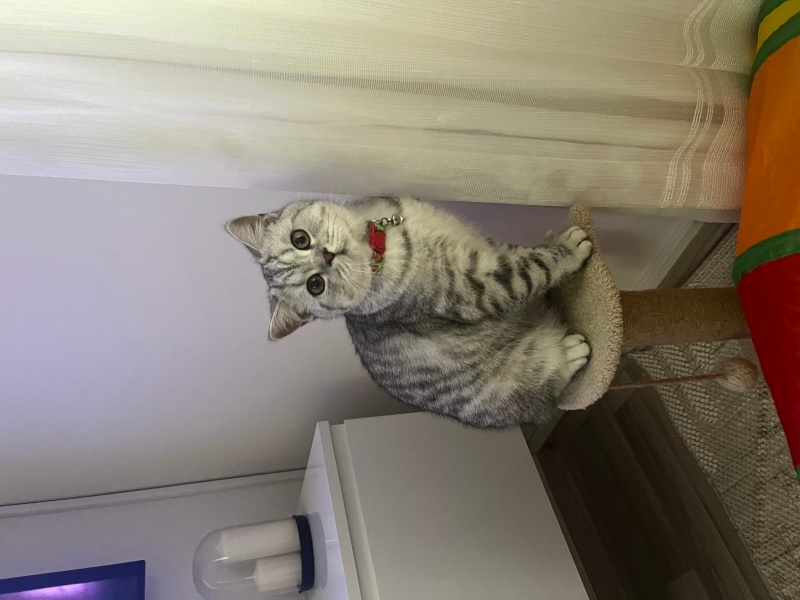 British Shorthair, Kedi  Pablo fotoğrafı