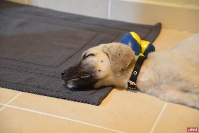 Kangal, Köpek  ŞANS fotoğrafı