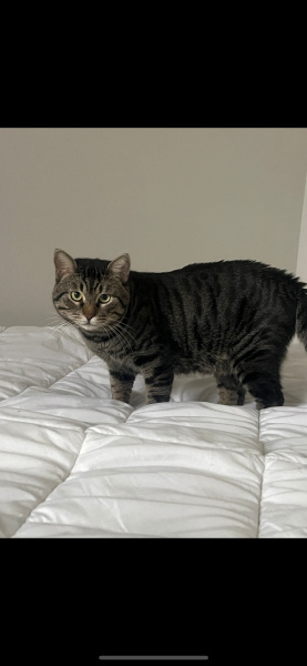 Tekir Kedi, Kedi  Kolo fotoğrafı