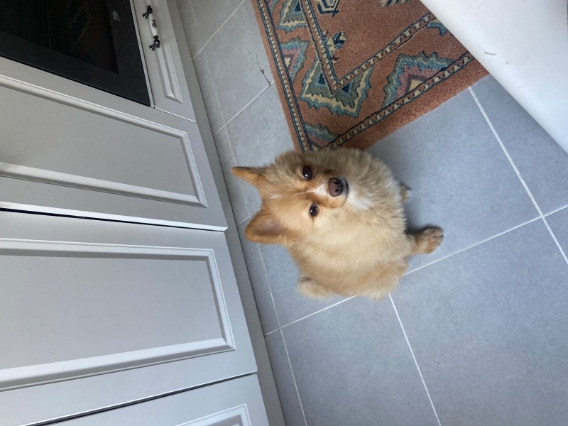 Pomeranyalı, Köpek  Çaki fotoğrafı