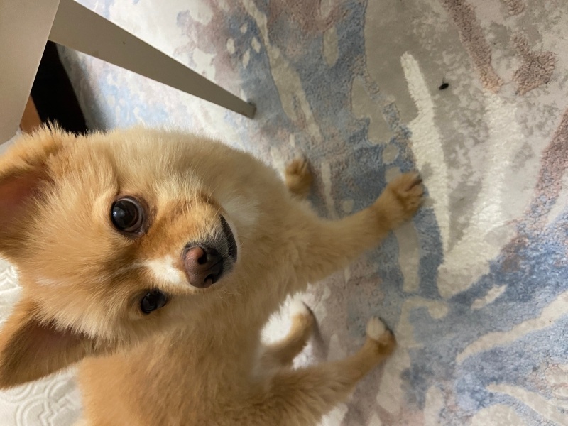 Pomeranyalı, Köpek  Çaki fotoğrafı