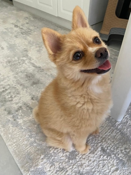 Pomeranyalı, Köpek  Çaki fotoğrafı