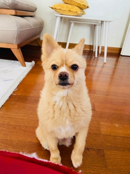 Pomeranyalı, Köpek  Çaki fotoğrafı