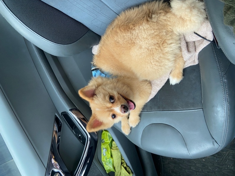 Pomeranyalı, Köpek  Çaki fotoğrafı