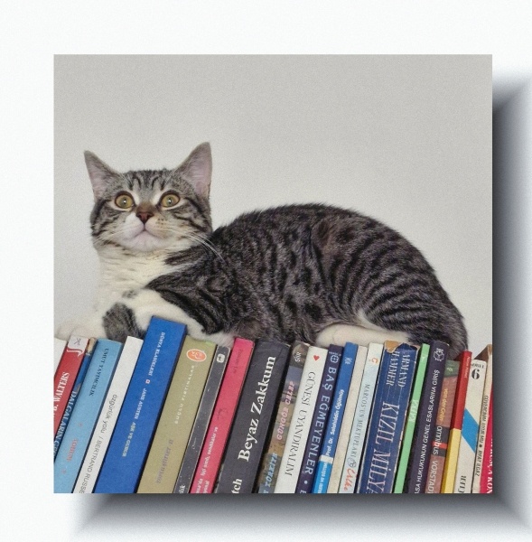 Tekir Kedi, Kedi  Mavi fotoğrafı