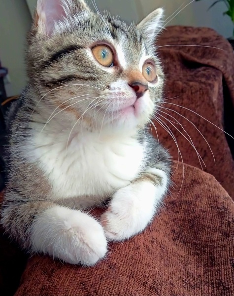 Tekir Kedi, Kedi  Mavi fotoğrafı