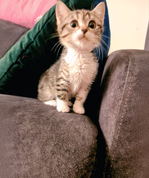 Tekir Kedi, Kedi  Mavi fotoğrafı