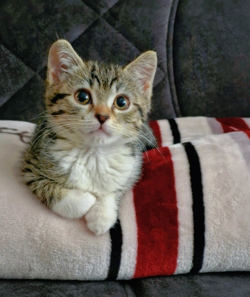 Tekir Kedi, Kedi  Mavi fotoğrafı