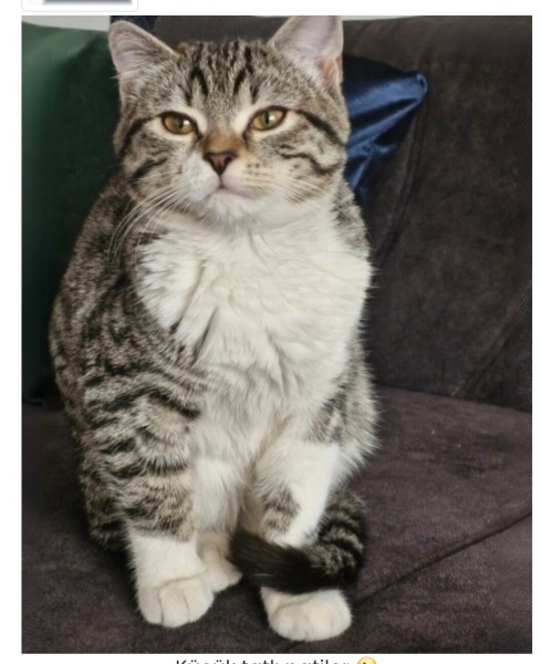 Tekir Kedi, Kedi  Mavi fotoğrafı