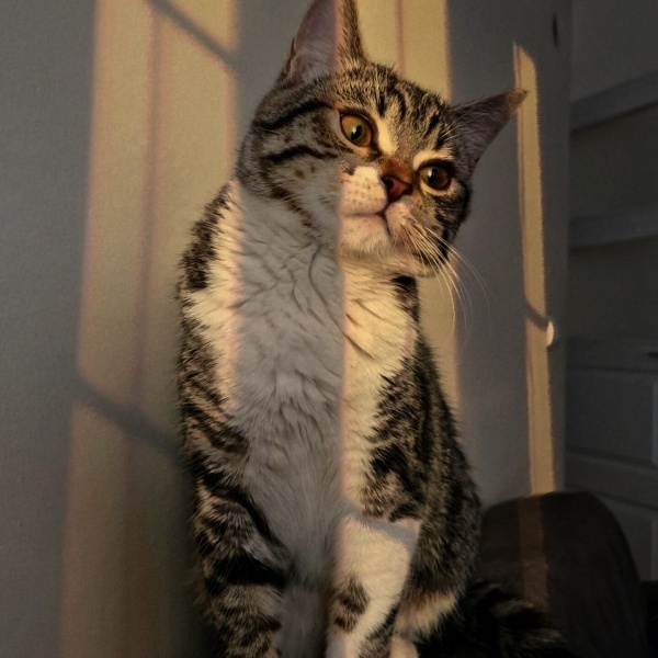 Tekir Kedi, Kedi  Mavi fotoğrafı
