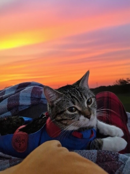 Tekir Kedi, Kedi  Mavi fotoğrafı