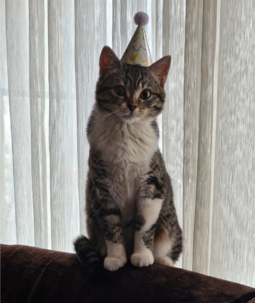 Tekir Kedi, Kedi  Mavi fotoğrafı