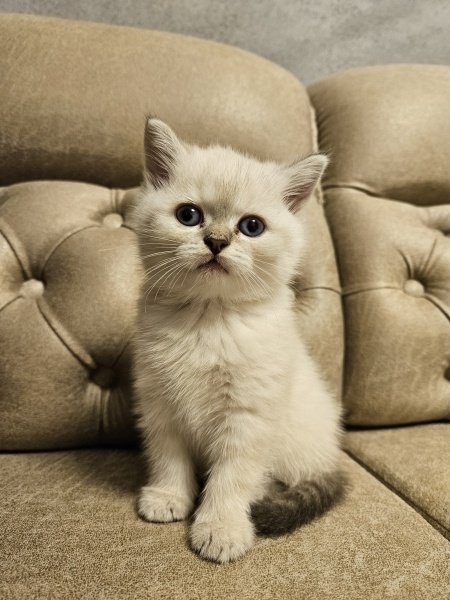 British Shorthair, Kedi  Maya fotoğrafı