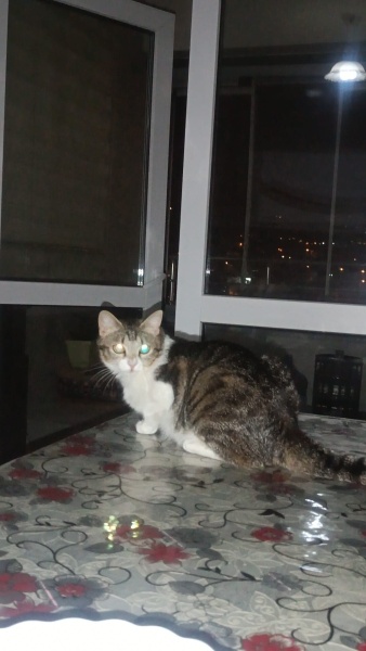 Tekir Kedi, Kedi  Meryem fotoğrafı