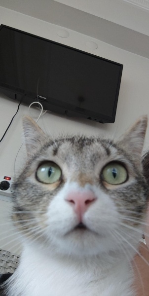 Tekir Kedi, Kedi  Meryem fotoğrafı