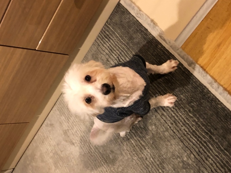 Maltese, Köpek  Pablo fotoğrafı