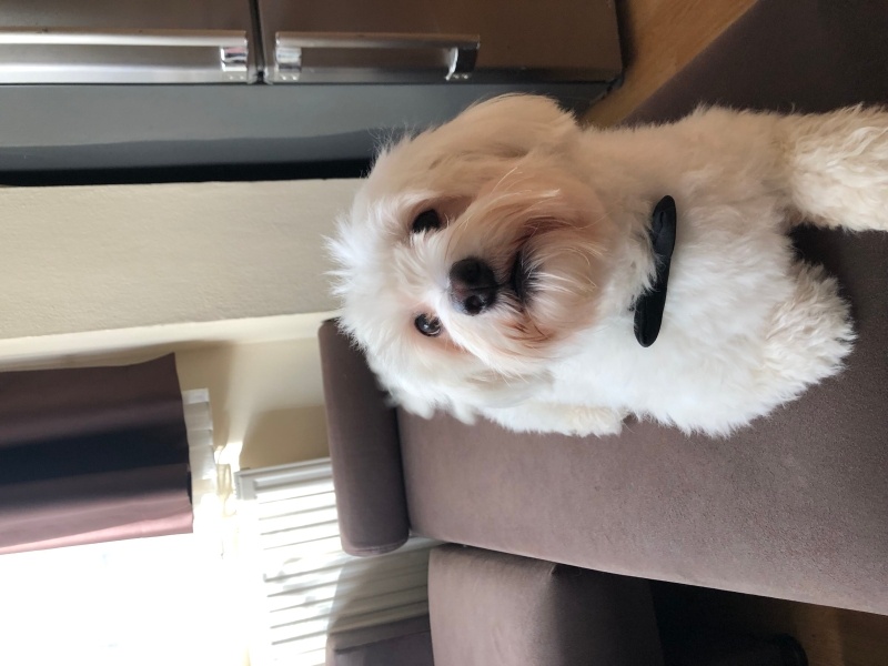 Maltese, Köpek  Pablo fotoğrafı