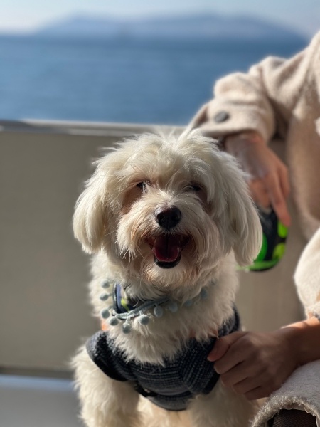 Maltese, Köpek  Pablo fotoğrafı