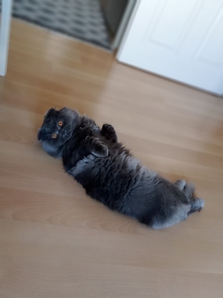 Scottish Fold, Kedi  Genki fotoğrafı