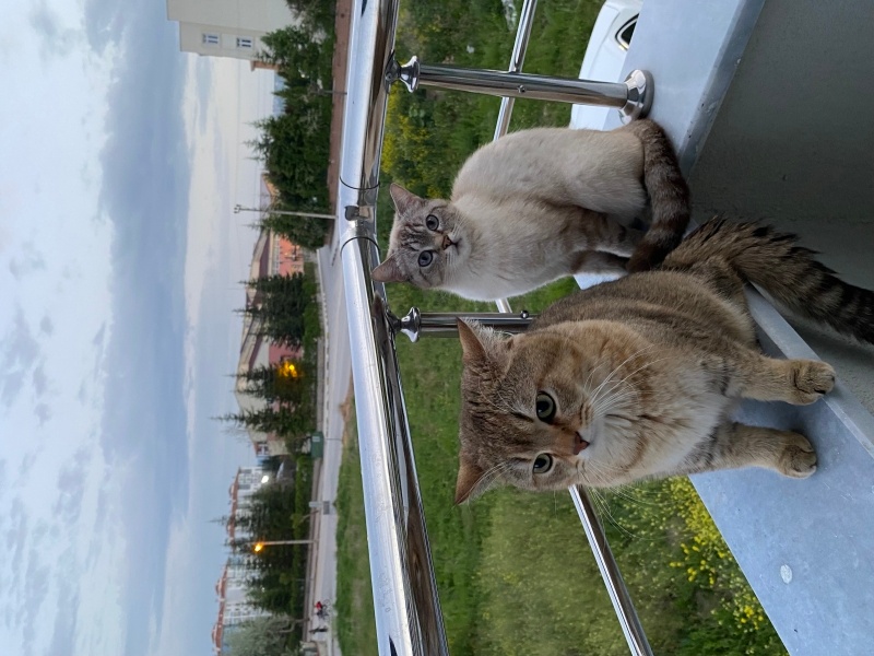 British Shorthair, Kedi  Miya fotoğrafı