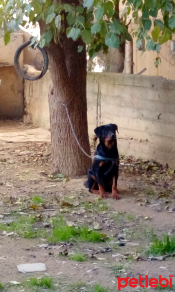 Rottweiler, Köpek  Cesur fotoğrafı