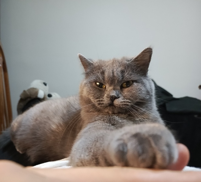 British Shorthair, Kedi  Ahura fotoğrafı