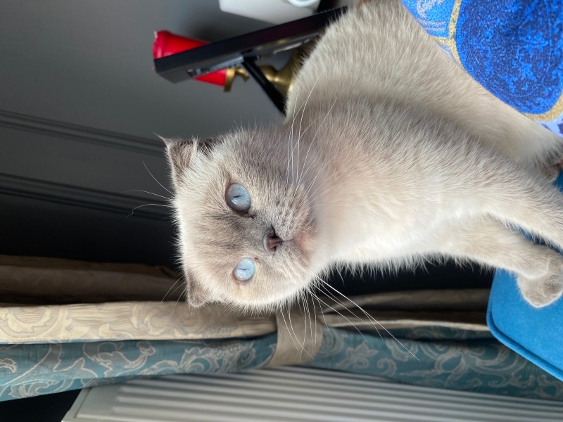 Scottish Fold, Kedi  Mia fotoğrafı