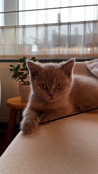 British Shorthair, Kedi  Taki fotoğrafı
