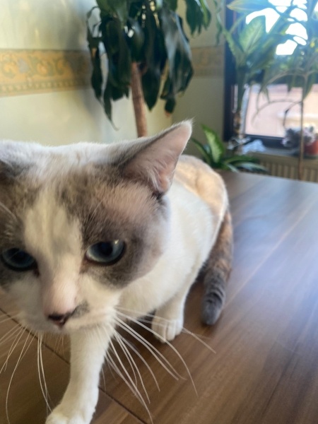 Siyam Kedisi, Kedi  leo fotoğrafı