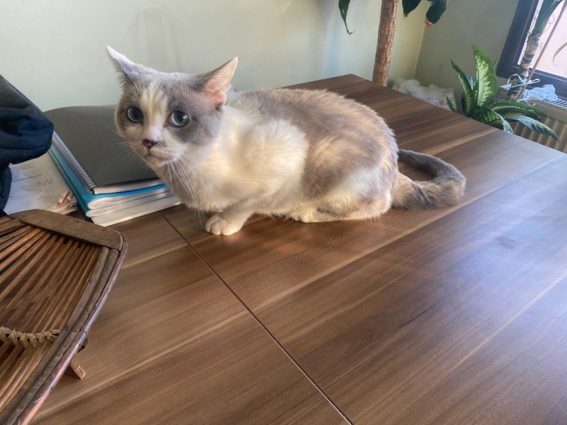 Siyam Kedisi, Kedi  leo fotoğrafı