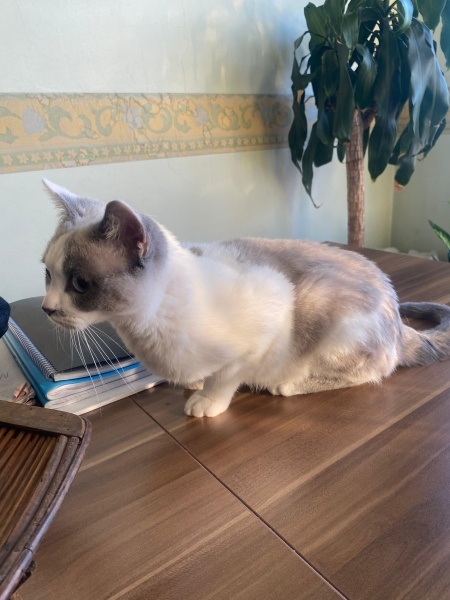 Siyam Kedisi, Kedi  leo fotoğrafı