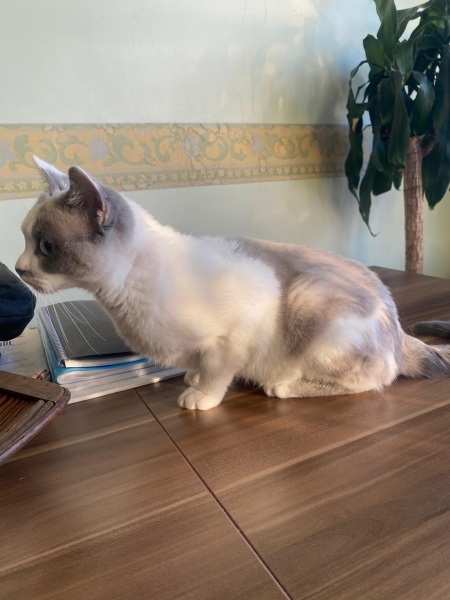 Siyam Kedisi, Kedi  leo fotoğrafı