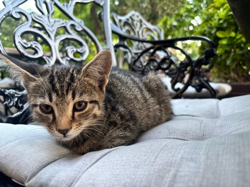 Tekir Kedi, Kedi  Yok fotoğrafı