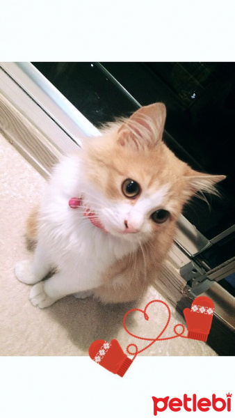 İran Kedisi (Persian), Kedi  şans fotoğrafı