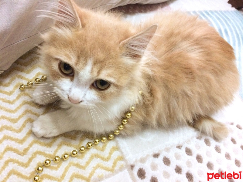 İran Kedisi (Persian), Kedi  şans fotoğrafı