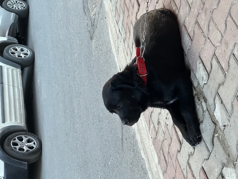 Cane Corso Italiano, Köpek  Asil fotoğrafı
