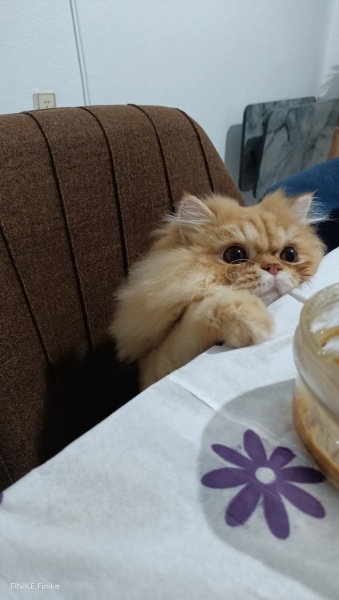 British Longhair, Kedi  Bal fotoğrafı