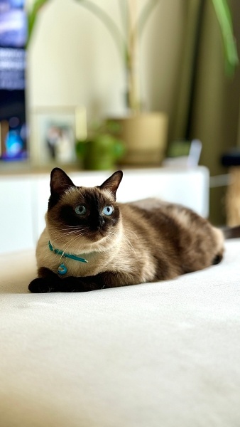 Siyam Kedisi, Kedi  Miya fotoğrafı