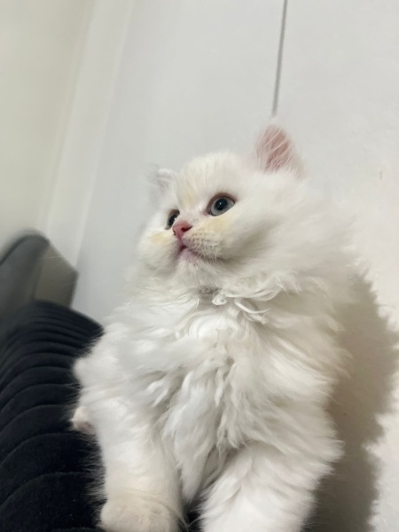 Chinchilla, Kedi  Pişmaniye fotoğrafı