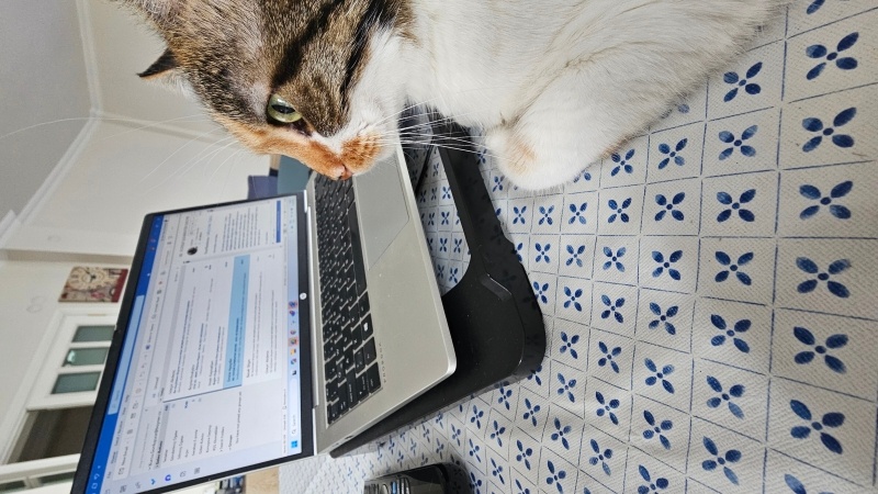 Tekir Kedi, Kedi  Yumoş fotoğrafı