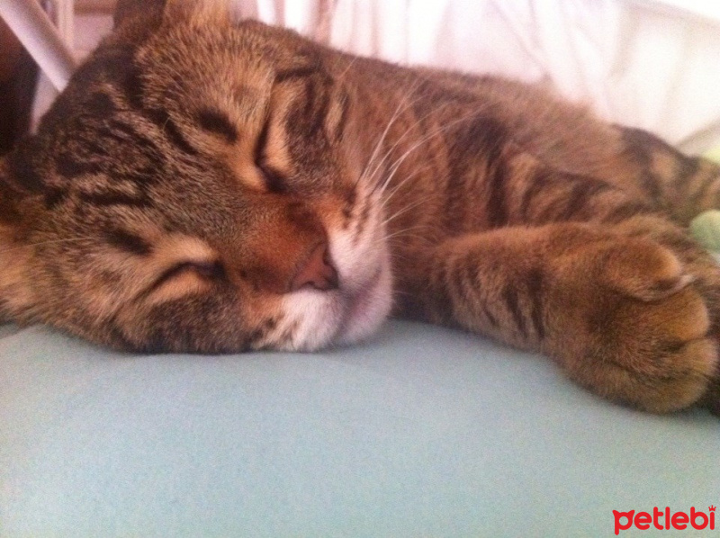 Tekir Kedi, Kedi  Minnoş fotoğrafı