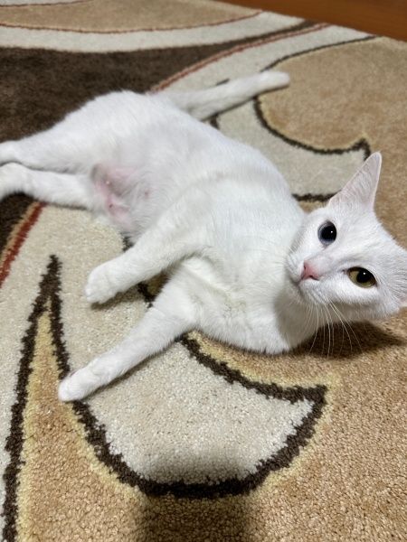 Van Kedisi, Kedi  sütlaç fotoğrafı