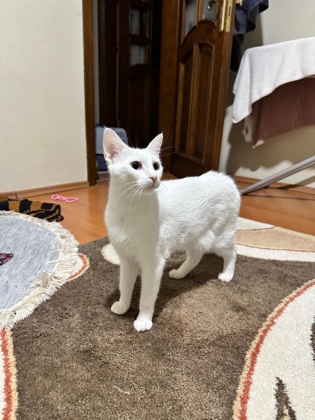 Van Kedisi, Kedi  sütlaç fotoğrafı