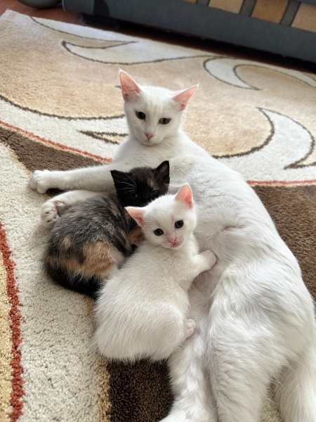 Van Kedisi, Kedi  sütlaç fotoğrafı