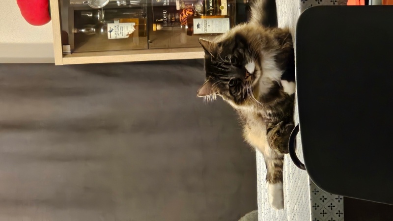 Tekir Kedi, Kedi  Pofu fotoğrafı